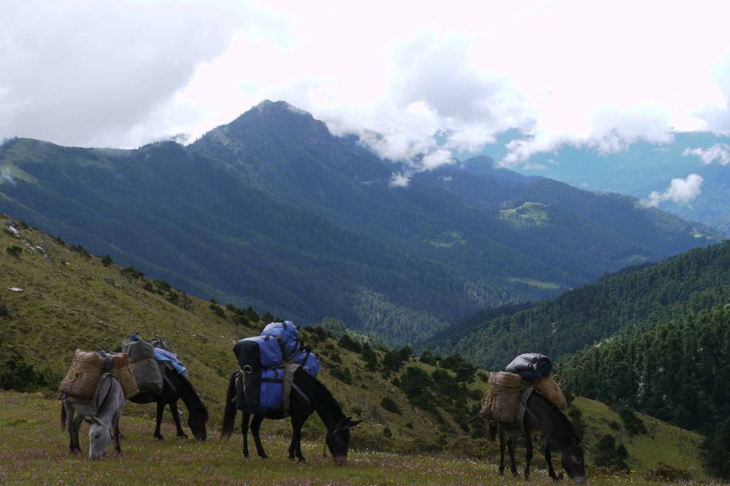 Druk Path Trek combining Bhutan at a Glance