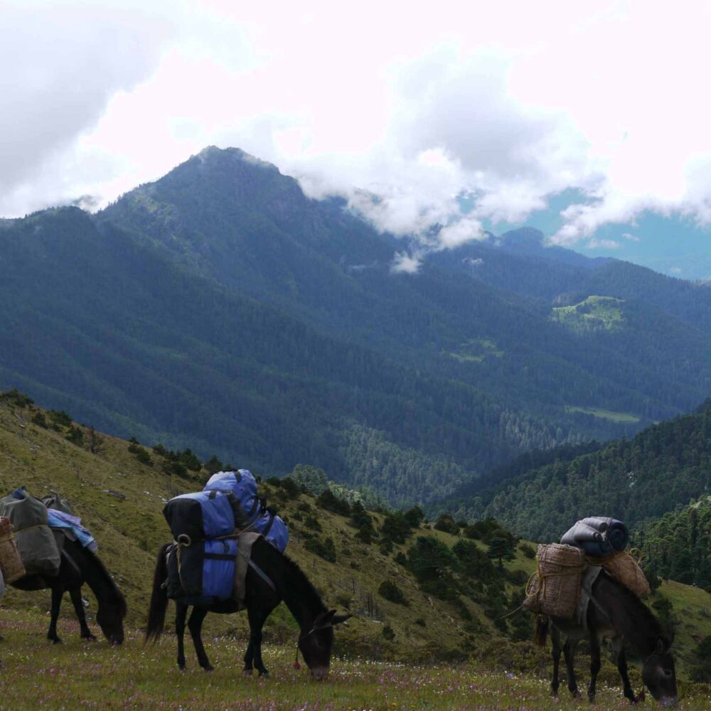 1. Druk Path Trek